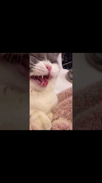 cats meowing | funny cats | cat meowing creepy