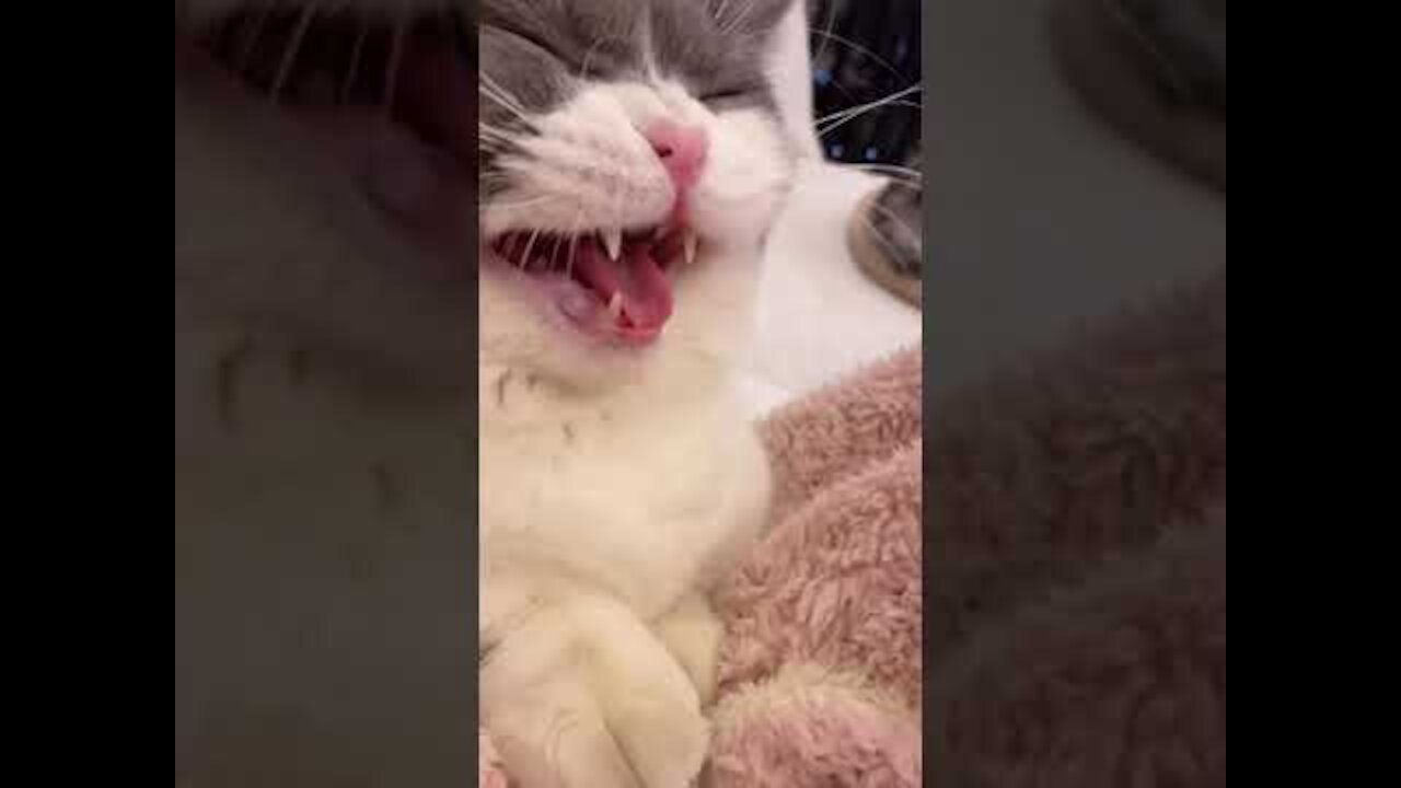 cats meowing | funny cats | cat meowing creepy