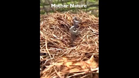 Mother Nature