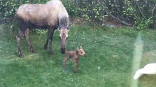 Alce neonata nasce in un giardino