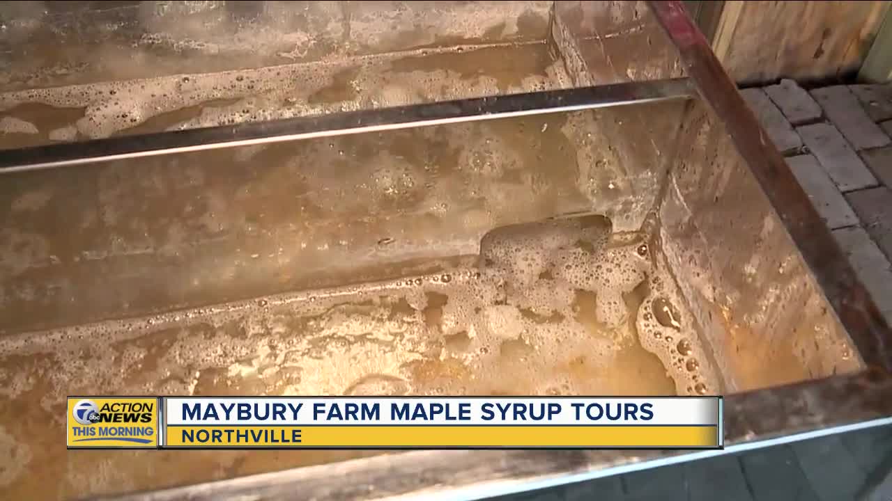 Turning Sap into Syrup at Maybury Farm