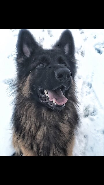 Watch this talented German Shepherd show off all his tricks