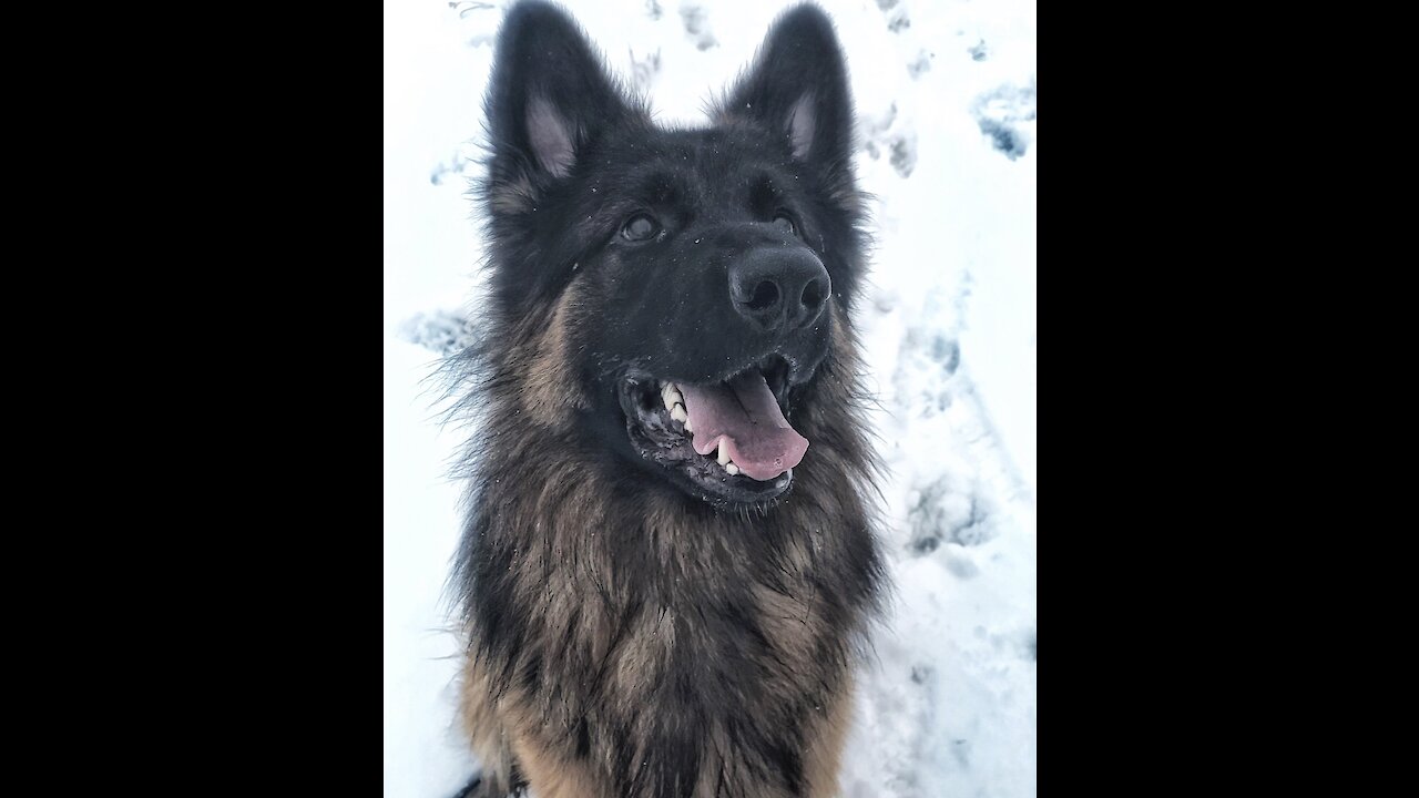 Watch this talented German Shepherd show off all his tricks