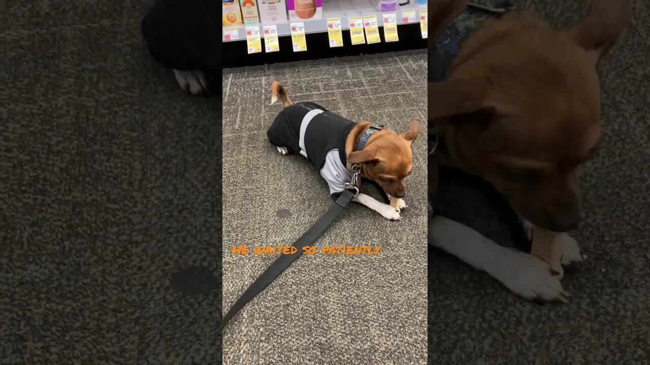 He walked around on his back legs waiting #cutepets #shorts #dog #funnyanimals #fyp