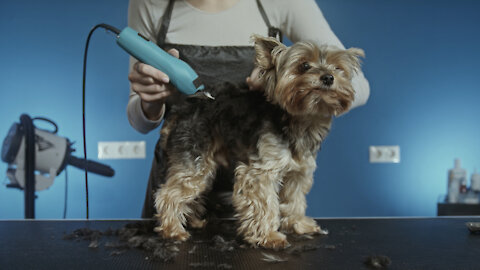 Puppy In Barber Shop