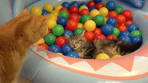 Cute Play in Ball Pit ! Funny