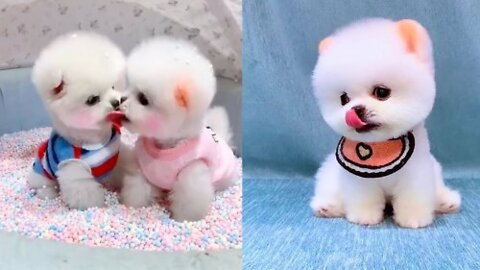 Cute and Funny Pomeranian Videos