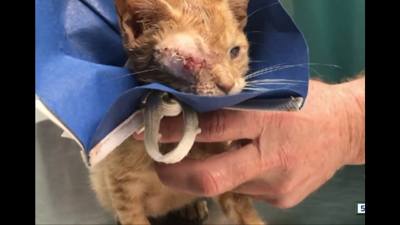 Cat left for dead in Loxahatchee Groves
