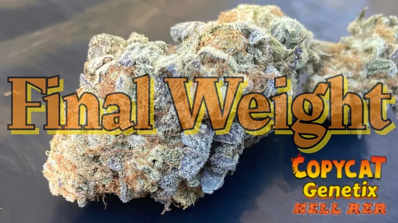 Final weight Copycat Genetix Hell Rzr grown in DWC under a @Mars Hydro fce4800