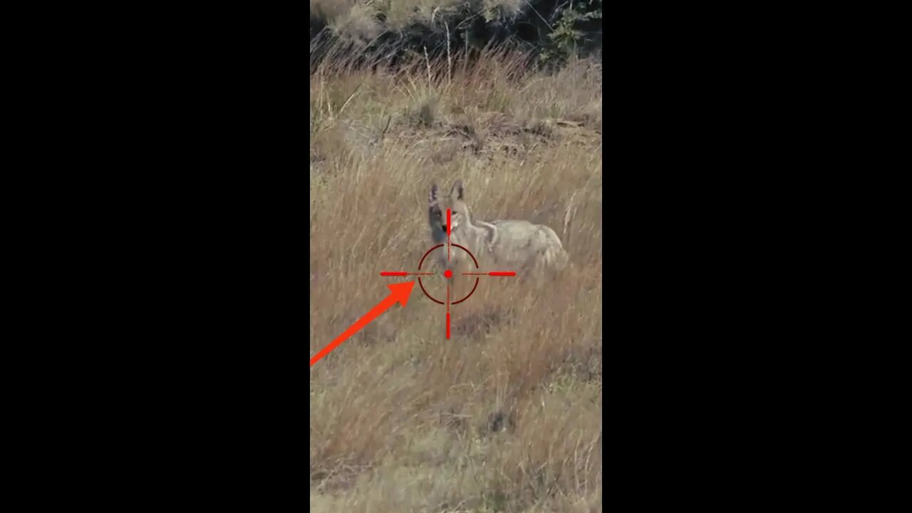 Hunting Coyotes #shorts #dogs #animals #hunter #066