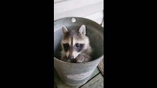 Raccoon playing in the bucket