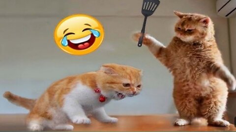 funniest animal videos/🤣🤣funny dog and cat video