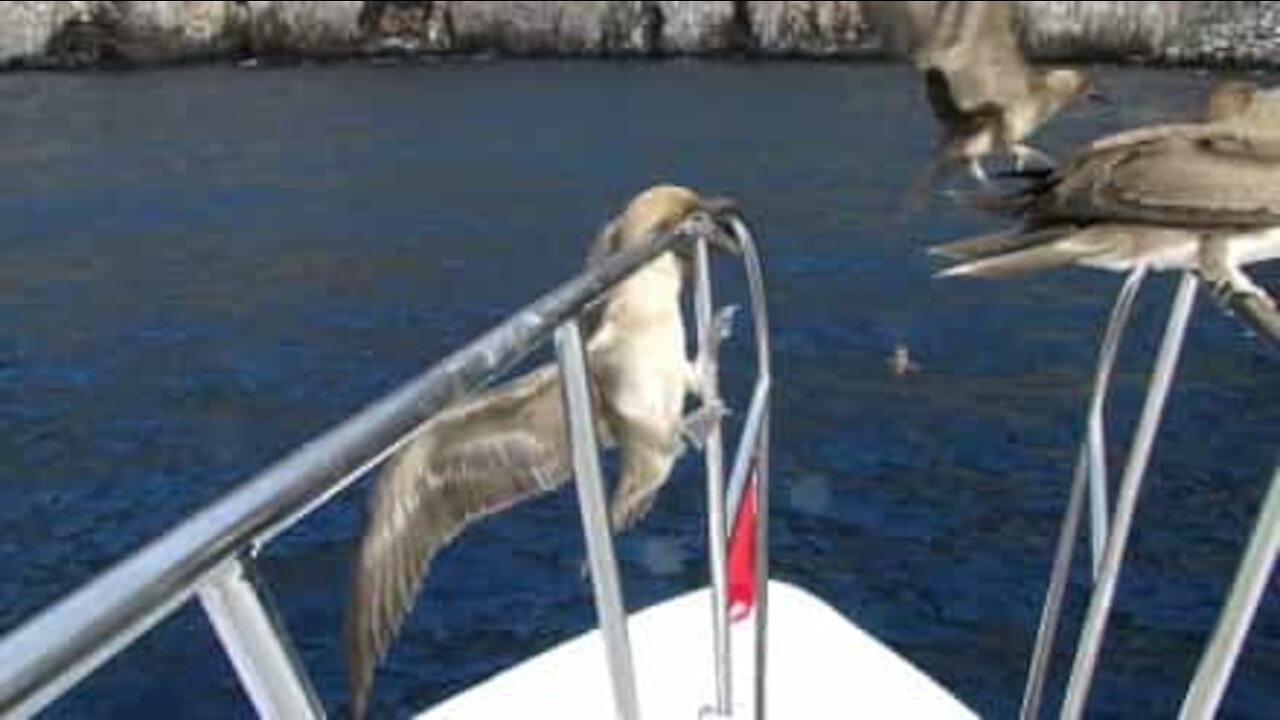 Uccello dai piedi azzurri cerca di restare in equilibrio