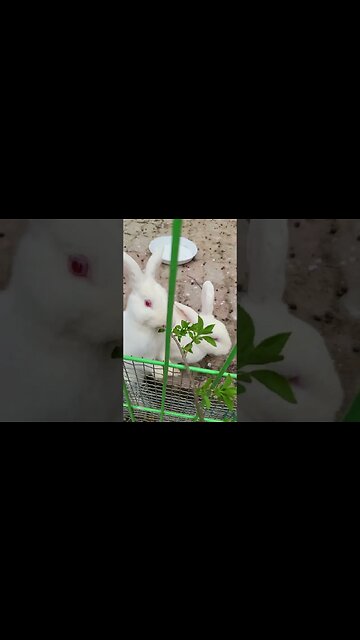 토끼보고 토껴라 계묘년 이상한나라의 앨리스 토끼굴을 찾아라