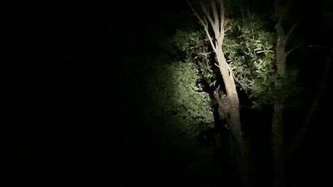 Crazy owl video at the cottage
