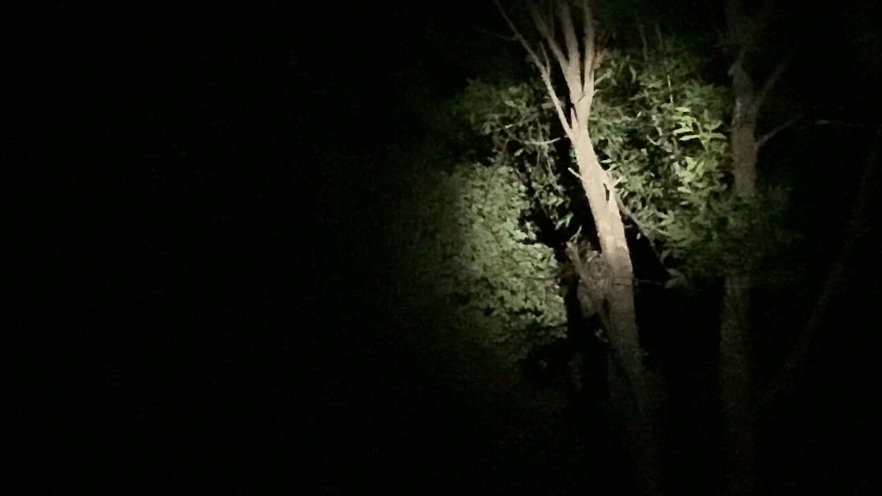Crazy owl video at the cottage