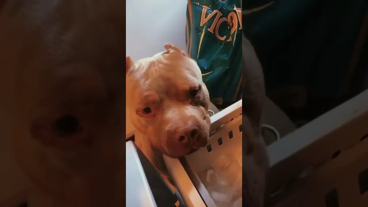 Funny Animals/ Funny Dogs #26 #shorts