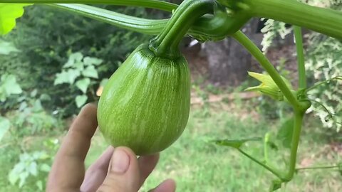 Update on Sikil Squash, Mouse Melons and More