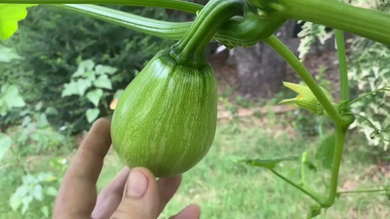 Update on Sikil Squash, Mouse Melons and More