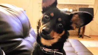 Ce chien entonne un chant religieux