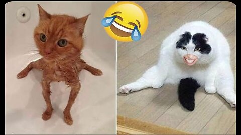 Funny animal videos 2024 - Funny cats/dogs - Funny animals