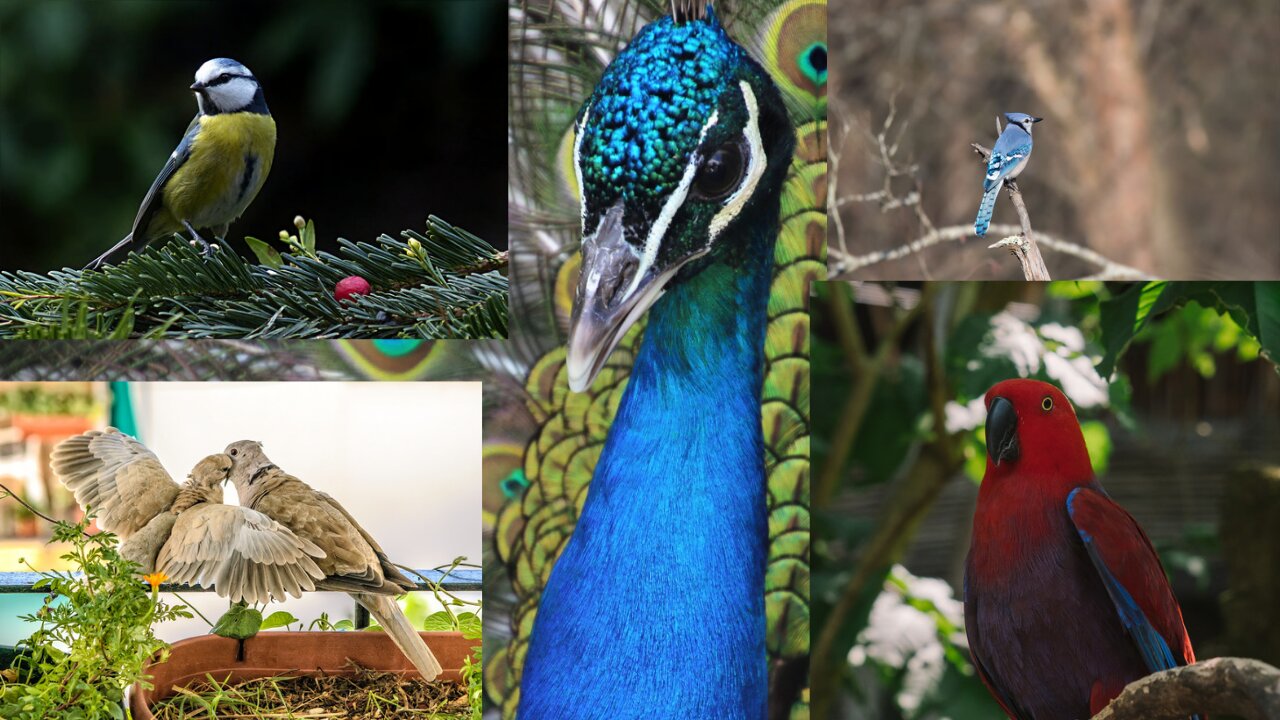 Beautiful Relaxing Music Bird Sounds Study music Meditation Stress Relief Music Sleep Music