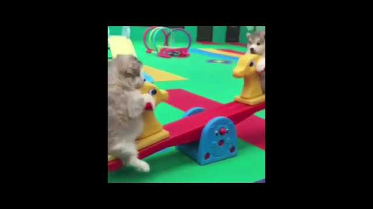 Baby Dogs - Cute and Funny Dog Videos Compilation