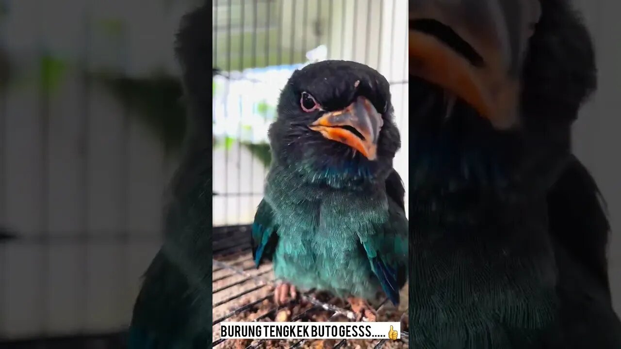 BURUNG TENGKEK BUTO BRO!! INI SERING DI CARI BUAT MASTERAN BURUNG GACOR.