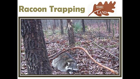 Racoon Trapping