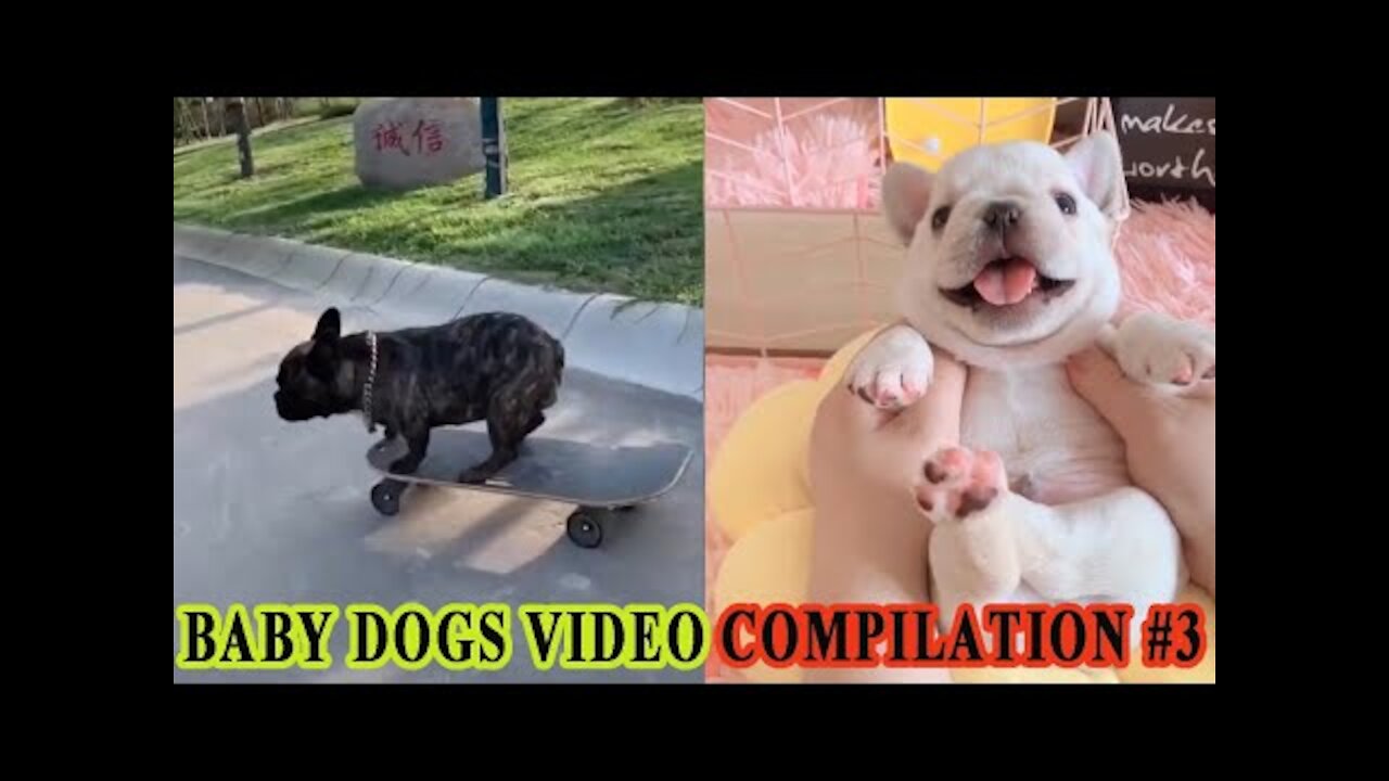 Baby Dogs Video - Cute Pets And Funny Animals 2020 Compilation #3