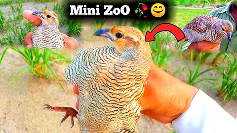 Teetar Ki Hunting ki aaj😍Mubashir daily Routine in Village |Birds and Pets Lovers vlog