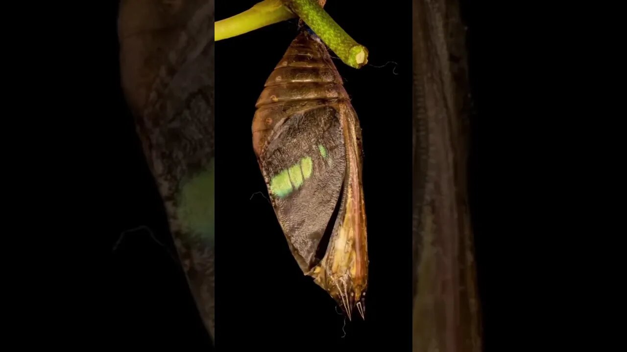 COMO NASCE UMA BORBOLETA?