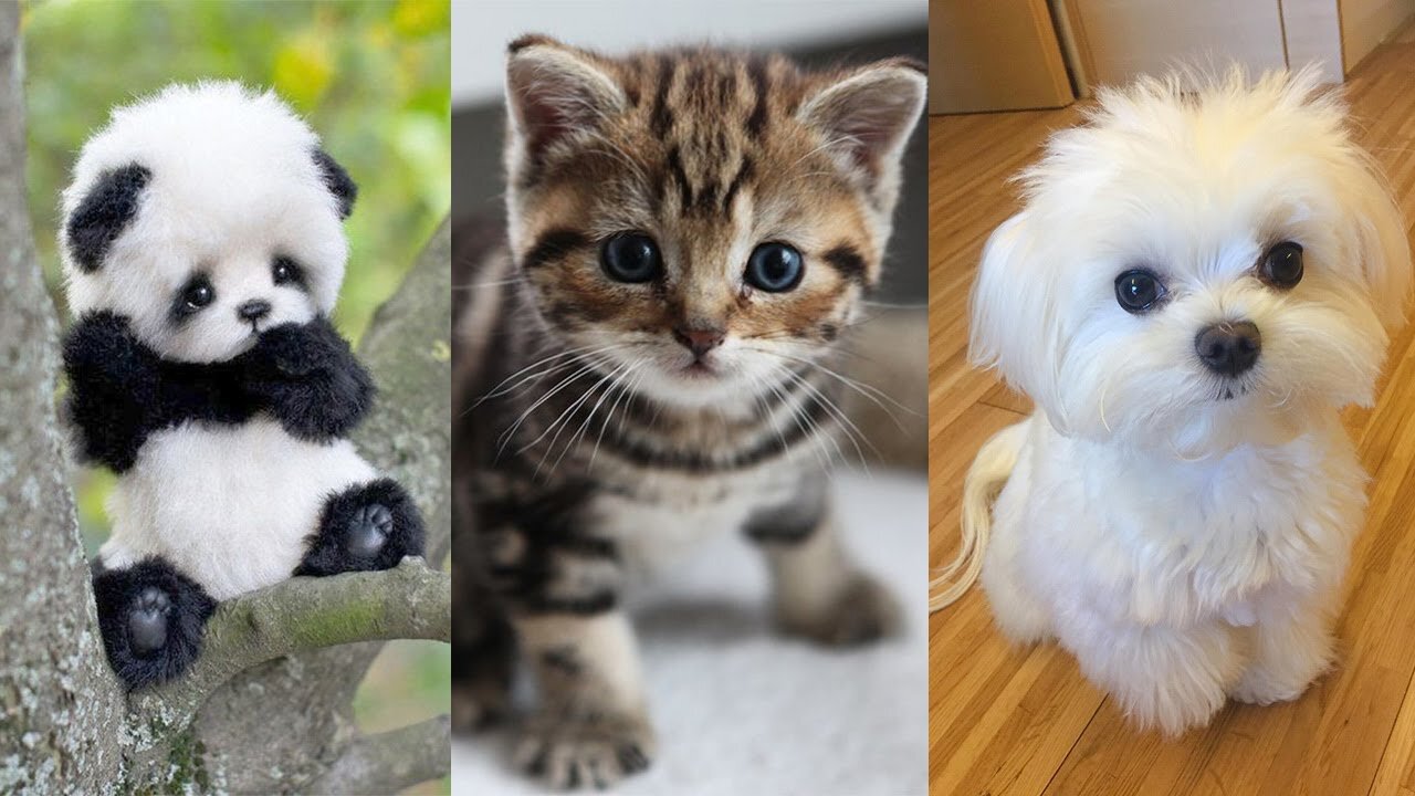 Top 10 cutest Animal you can own as pets❤️