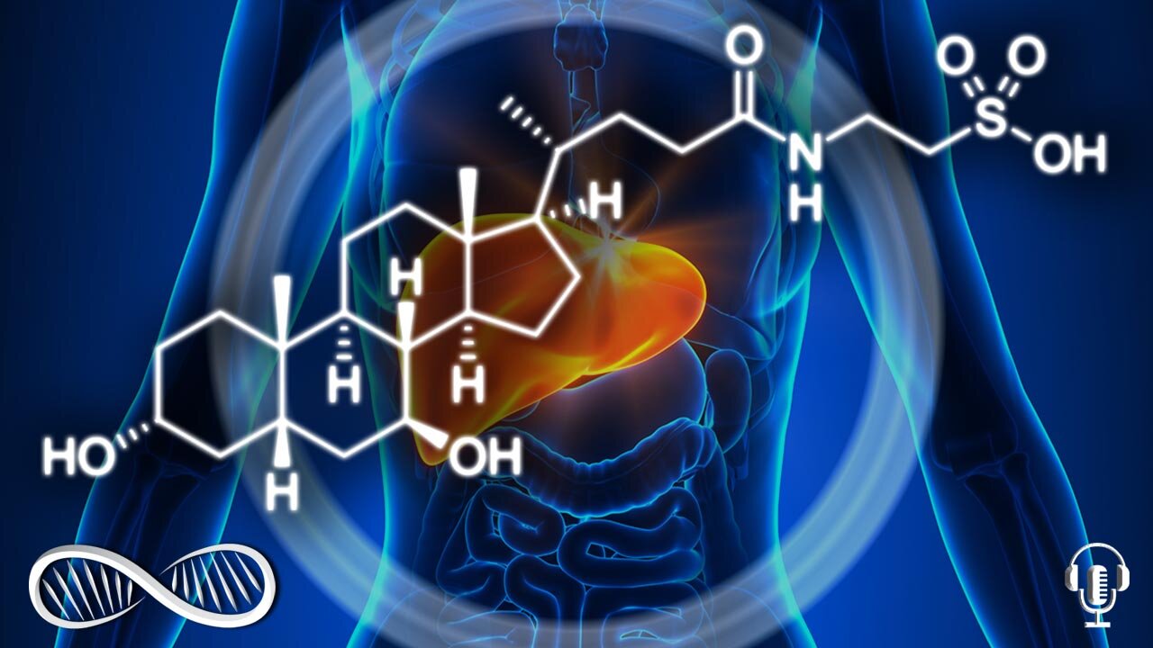 Top 7 Benefits of TUDCA - The "Bear" of Liver Biohacks