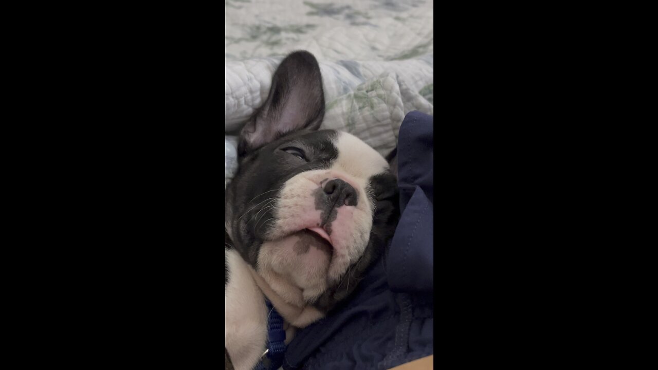 4K Puppy Naps In Paradise Part 2 #frenchton #DolbyVision