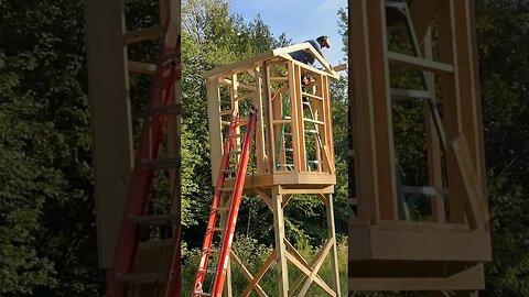 Deer blind build #3 #deerblind #roughcut #bushcraft #carpentry #building