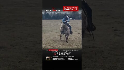 𝓛𝓐𝓝𝓒𝓔 - This loud colored guy is as cool as they come! He has been ridden by riders of all levels.