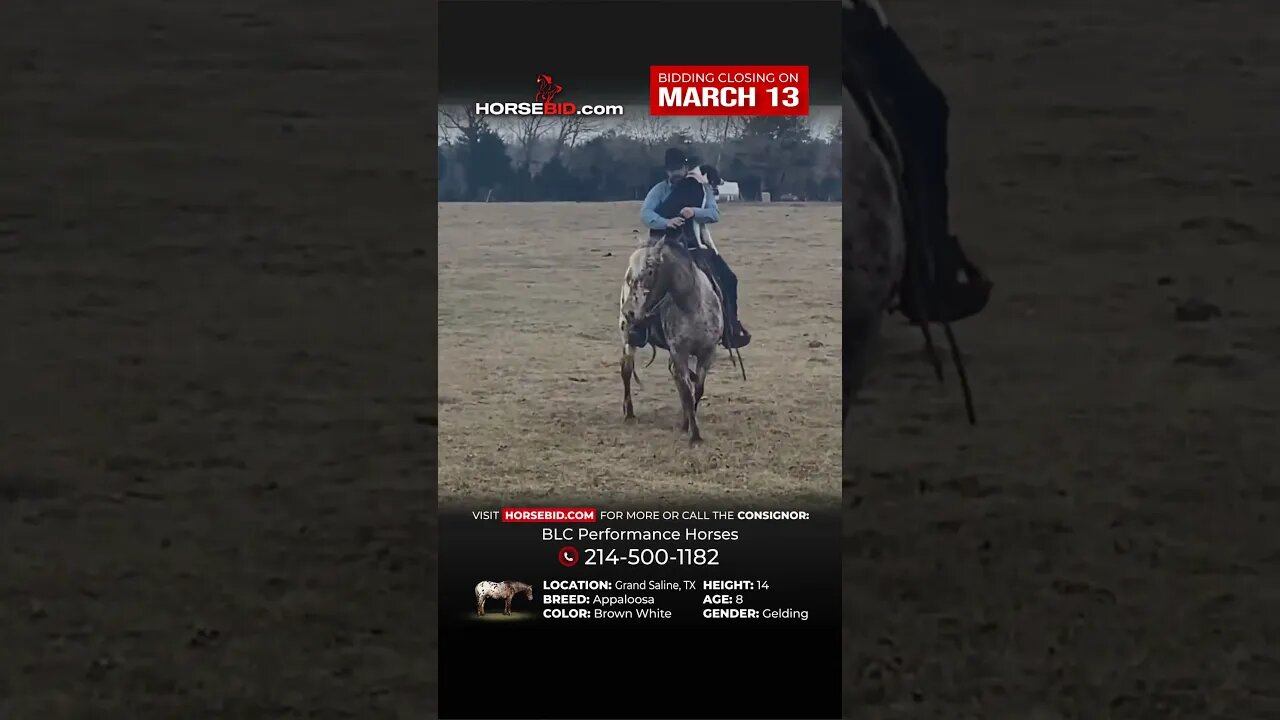 𝓛𝓐𝓝𝓒𝓔 - This loud colored guy is as cool as they come! He has been ridden by riders of all levels.