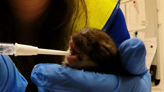 Hand-feeding a newborn orphaned bunny