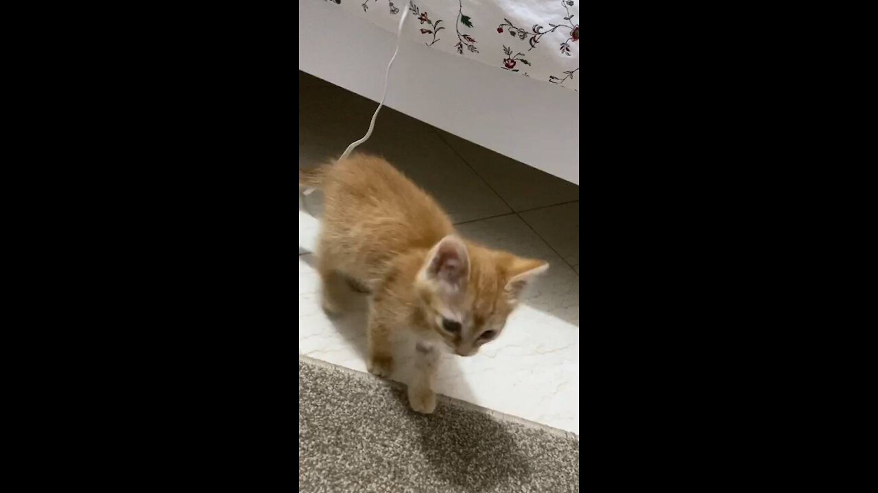 Gipsy a cute cat playing with a charger cable