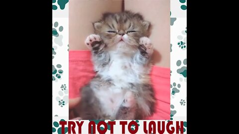 Try Not To Laugh Or Grin