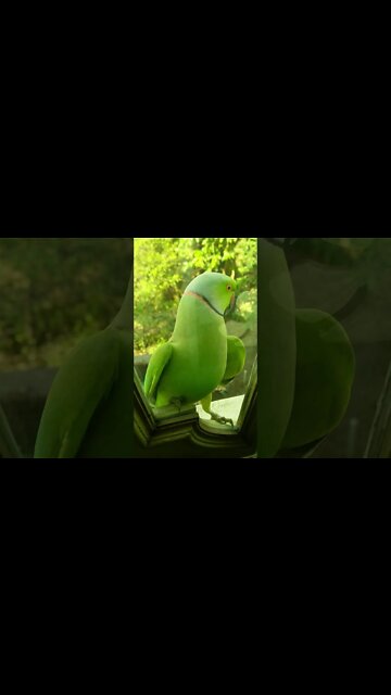 #Shorts #Parrot #Peace #Love #Care #Bird