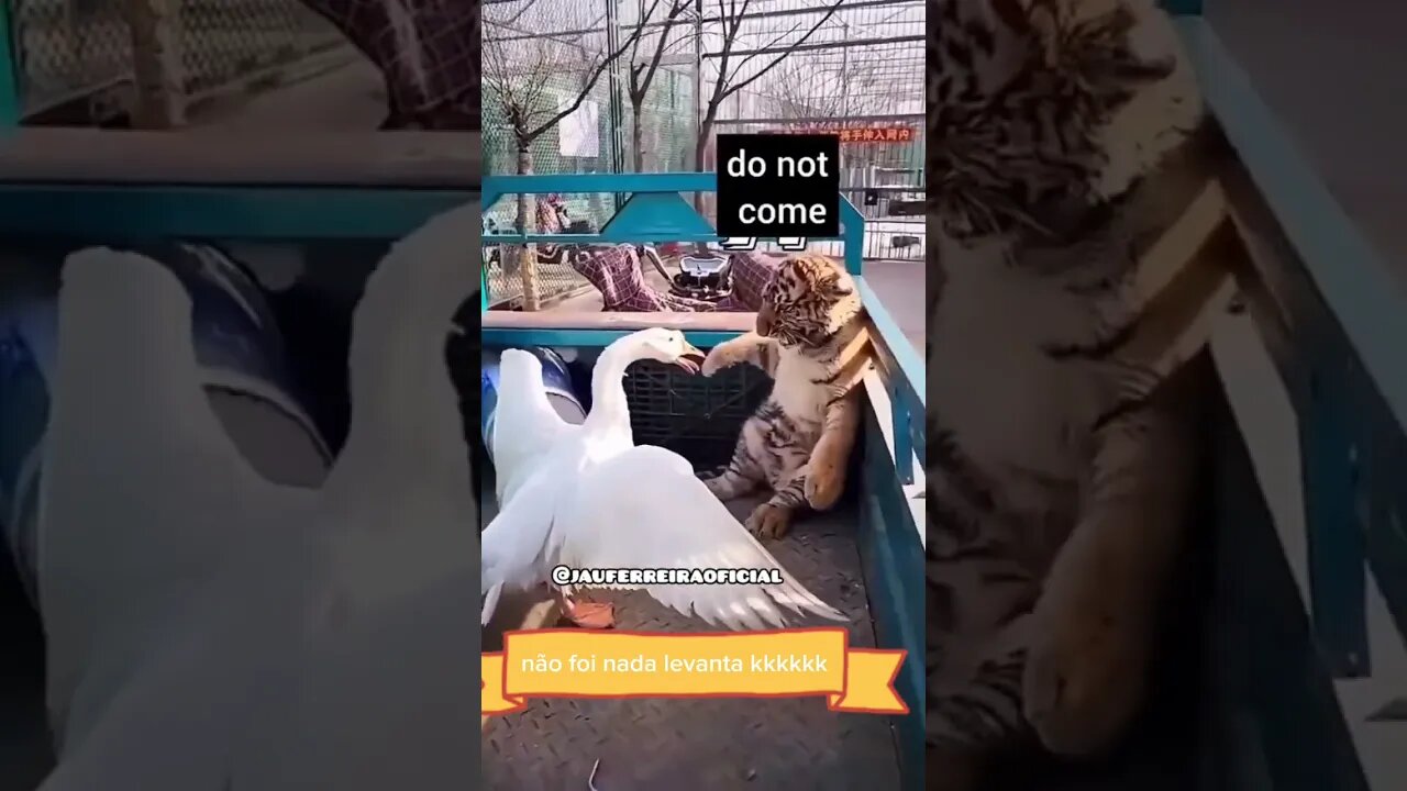 quem manda so eu leilãonildo
