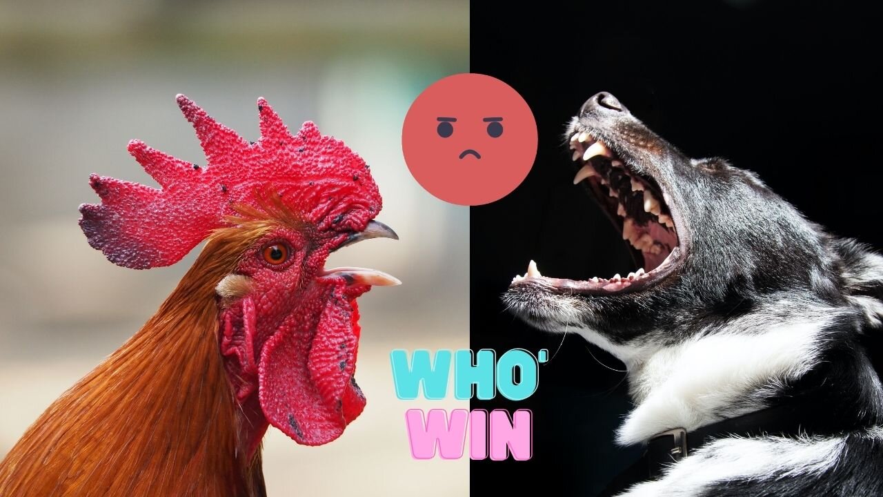 Chicken VS Dog Fight - Funny Dog Fight Videos