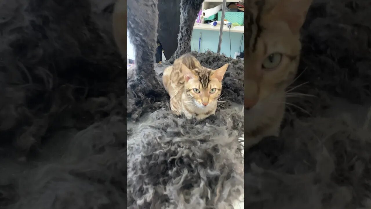 I’VE MADE MY BED!