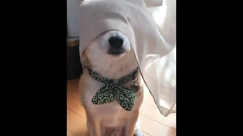 The hide and seek master