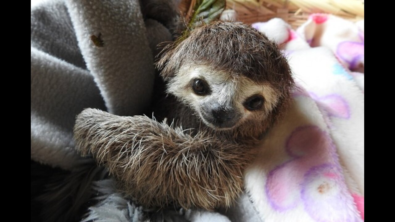 Baby Sloths Being Sloths - FUNNIEST Compilation *_*