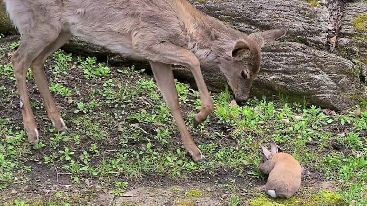 Fawn listens to human's advice to be gentle to bunny rabbit