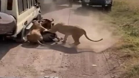 Big cats fighting #relaxing #lions #nature #travel #wildlife #viral #animals #love #cat#shorts