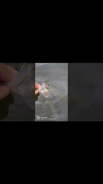 Largemouth bass release. #FinTherapy #bassfishing #tiktok #fish